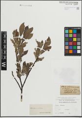 Foto von Salix lapponum L. x Salix silesiaca Willd.